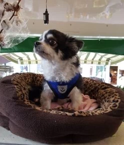 Luxyana® Hondentuigje - S - 28-32cm - Geschikt Voor Kleine Honden En Als Kattenharnas - Easy Step-in Hondentuigje Voor De Kleine Hond Of Kat - Inclusief Bijpassend Riempje - Zwart -Dierenwinkel 1026x1200 5