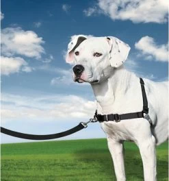 PetSafe Easy Walk® - Hondentuigje - Zwart - M - 51-71 Cm -Dierenwinkel 1123x1200 3