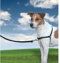 PetSafe Easy Walk® Deluxe Harness - Hondentuig - Blauw - L -1,8 M 24 PetSafe Easy Walk® Deluxe Harness - Hondentuig - Blauw - L -1,8 M -Dierenwinkel 1152x1200 11