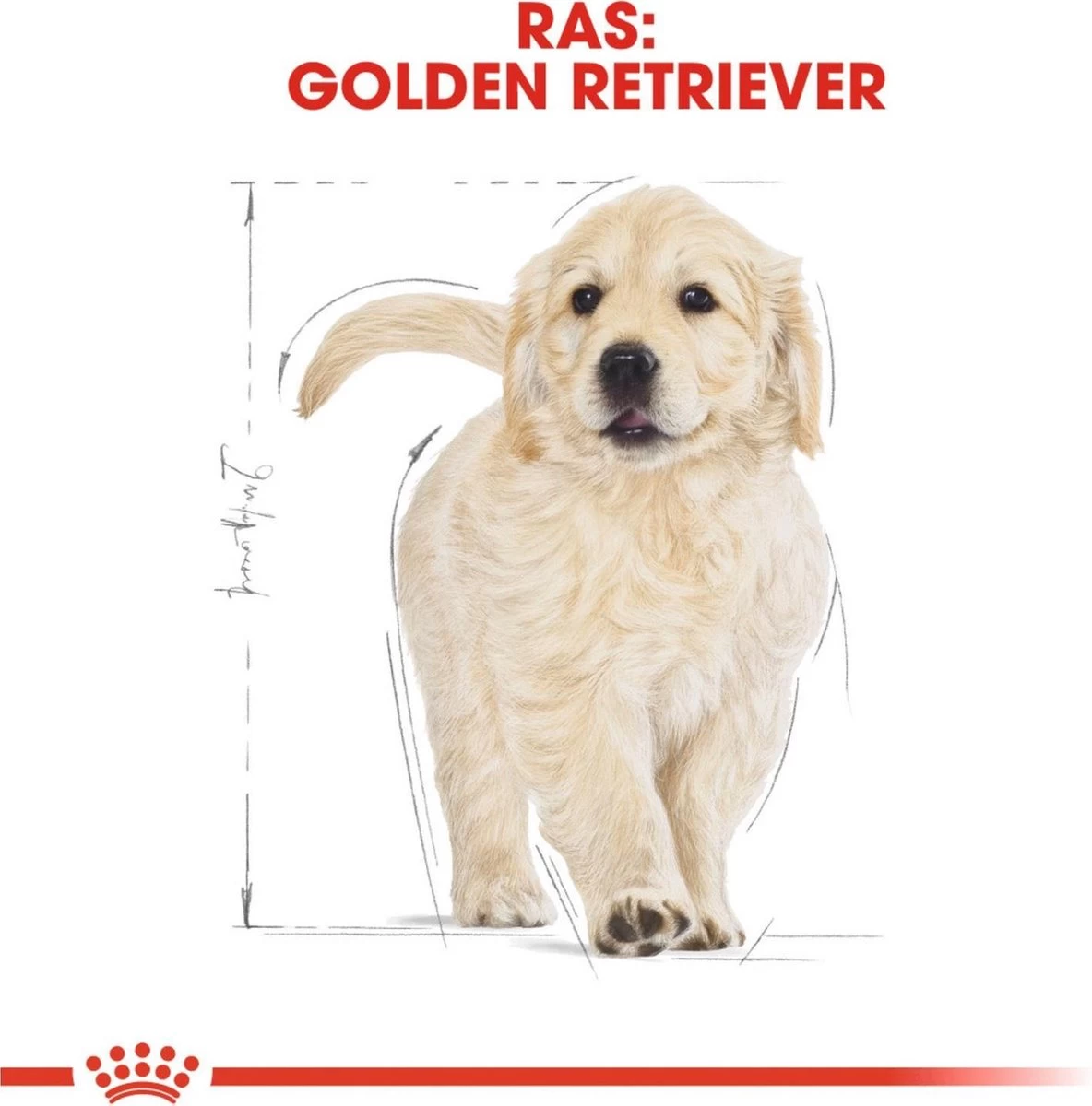 Royal Canin Golden Retriever Junior 12 KG 9 Royal Canin Golden Retriever Junior 12 KG - Afbeelding 7