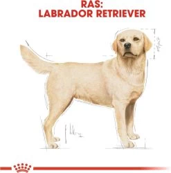 Royal Canin Labrador Retriever Adult 12 KG -Dierenwinkel 1185x1200