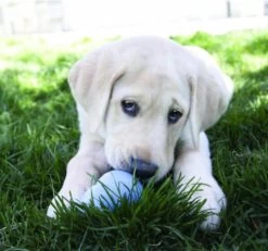 Kong Stuff 'N Snacks Puppy Hondensnack - Kip&Rijst - L -Dierenwinkel 1200x1123