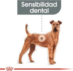 Royal Canin Medium Dental Care - 10 Kg 17 Royal Canin Medium Dental Care - 10 Kg -Dierenwinkel 1200x1164 1