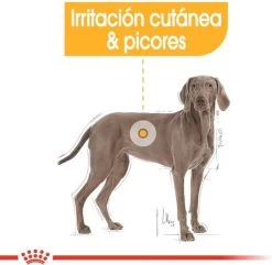 Royal Canin Dermacomfort Maxi - Hondenvoer - 12 Kg -Dierenwinkel 1200x1172 1