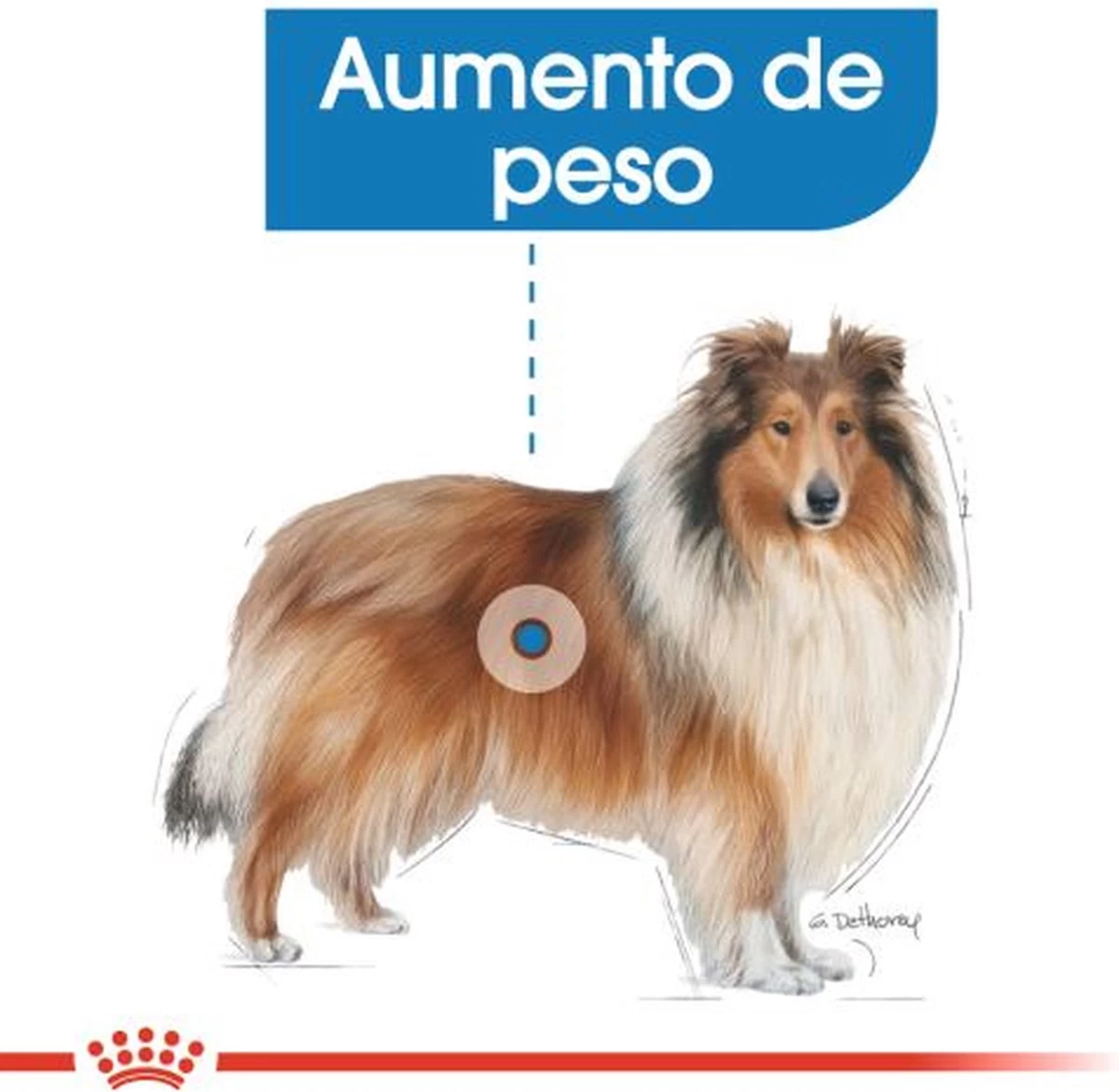 Royal Canin Light Weight Care Maxi - Hondenvoer - 12 Kg 6 Royal Canin Light Weight Care Maxi - Hondenvoer - 12 Kg - Afbeelding 4