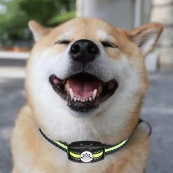 Premium Anti Blafband - Diervriendelijke Opvoedingshalsband Zonder Schok - Trainingshalsband Voor Grote En Kleine Honden - Anti Blaf Band - Correctie Halsband 19 Premium Anti Blafband - Diervriendelijke Opvoedingshalsband Zonder Schok - Trainingshalsband Voor Grote En Kleine Honden - Anti Blaf Band - Correctie Halsband -Dierenwinkel 1200x1200 1103