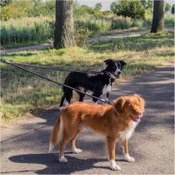 Rebel Petz - Dubbele Verstelbare Hondenriem Voor Twee Honden - Met Draaibare Sluiting En Zacht Handvat - Small En Large - Large (140 Cm Lang, Ø 12 Mm) 36 Rebel Petz - Dubbele Verstelbare Hondenriem Voor Twee Honden - Met Draaibare Sluiting En Zacht Handvat - Small En Large - Large (140 Cm Lang, Ø 12 Mm) -Dierenwinkel 1200x1200 1211