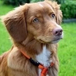 Rebel Petz - Honden Trainingslijn Met Halsband - Taupe, Zwart, Groen & Oranje - Maat Small Of Large - Kleur: Taupe, Maat: Large 26 Rebel Petz - Honden Trainingslijn Met Halsband - Taupe, Zwart, Groen & Oranje - Maat Small Of Large - Kleur: Taupe, Maat: Large -Dierenwinkel 1200x1200 1234