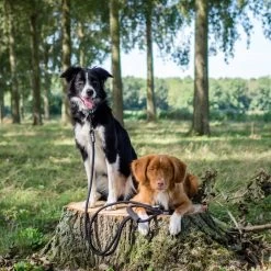 Rebel Petz - Dubbele Verstelbare Hondenriem Voor Twee Honden - Met Draaibare Sluiting En Zacht Handvat - Small En Large - Small (140 Cm Lang, Ø 8 Mm) -Dierenwinkel 1200x1200 1254