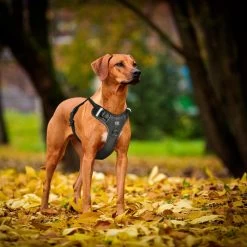 Hondentuigje - Anti-Trek Tuig - Hondenharnas - Y Tuig Hond - Reflecterend - Zwart - Maat S -Dierenwinkel 1200x1200 1344