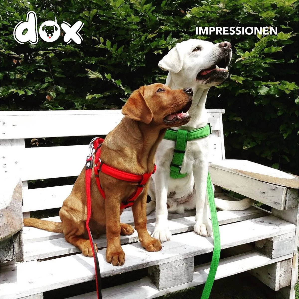 DDOXX Hondenharnas Nylon, Step-In, Verstelbaar, Uitbraakbestendig | Voor Kleine, Middelgrote & Grote Honden | Borstharnas Hond Kat Puppy Auto | Puppy Harnas Kat Harnas | Rood, S 10 DDOXX Hondenharnas Nylon, Step-In, Verstelbaar, Uitbraakbestendig | Voor Kleine, Middelgrote & Grote Honden | Borstharnas Hond Kat Puppy Auto | Puppy Harnas Kat Harnas | Rood, S - Afbeelding 8