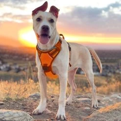 Sharon B - Hondentuigje - Voor Middelgrote Honden - Oranje - Maat M - No Pull - Anti Trek - Reflecterend - Hoeft Niet Over Het Hoofd Aangetrokken Te Worden 13 Sharon B - Hondentuigje - Voor Middelgrote Honden - Oranje - Maat M - No Pull - Anti Trek - Reflecterend - Hoeft Niet Over Het Hoofd Aangetrokken Te Worden -Dierenwinkel 1200x1200 1419