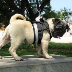 Hondentuig, Hondenharnas Met Hondenriem – Reflecterend - Zwart – Maat S (borst 30-35 Cm) 12 Hondentuig, Hondenharnas Met Hondenriem – Reflecterend - Zwart – Maat S (borst 30-35 Cm) -Dierenwinkel 1200x1200 1433