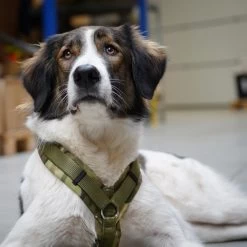 AnnyX Hondentuig - FUN - LIMTED EDITION - Speurtuig - Camouflage - Legergroen - Maat S - Borstomvang 52-64cm - Gewicht Hond 9 -19 Kg - My K9 -Dierenwinkel 1200x1200 1440