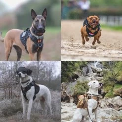 Always Prepared © Pro K9 Complete Set – Anti Trek Tuig – Honden Harnas – Y Tuig Hond – Trainings Riem – Best Getest 2022 – Halsband Hond – Middel En Grote Hond – Honden Tuigje – Harnas Hond – Veiligheidstuig – 450KG Anti Trek Test – Combi Deal 39 Always Prepared © Pro K9 Complete Set – Anti Trek Tuig – Honden Harnas – Y Tuig Hond – Trainings Riem – Best Getest 2022 – Halsband Hond – Middel En Grote Hond – Honden Tuigje – Harnas Hond – Veiligheidstuig – 450KG Anti Trek Test – Combi Deal -Dierenwinkel 1200x1200 1451
