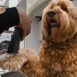 Clipr Ultimate 2-speed Hondentondeuse Op Accu -Dierenwinkel 1200x1200 245