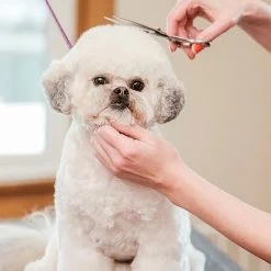 Merkloos Premium Gebogen Trimschaar Honden - Huisdier Trimmen - Hoofd, Poten Ogen & Oren - Kat & Hond Knippen - Veilige Schaar -Dierenwinkel 1200x1200 498