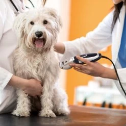 Nobleza Dieren Tondeuse Set - 4 Opzetkammen - Draadloos - Voor Huisdieren Katten & Honden 16 Nobleza Dieren Tondeuse Set - 4 Opzetkammen - Draadloos - Voor Huisdieren Katten & Honden -Dierenwinkel 1200x1200 510