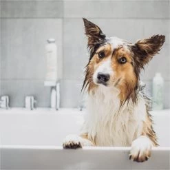 Greenfields Vacht Verzorging Set Voor Honden Shampoo, Conditioner & Droogshampoo -Dierenwinkel 1200x1200 703