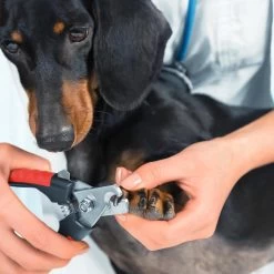 Merkloos Nagelschaar - Nagelschaartje - Nagelknipper - Geschikt Voor Hond Kat Konijn Cavia Vogel - 12 CM 10 Merkloos Nagelschaar - Nagelschaartje - Nagelknipper - Geschikt Voor Hond Kat Konijn Cavia Vogel - 12 CM -Dierenwinkel 1200x1200 775