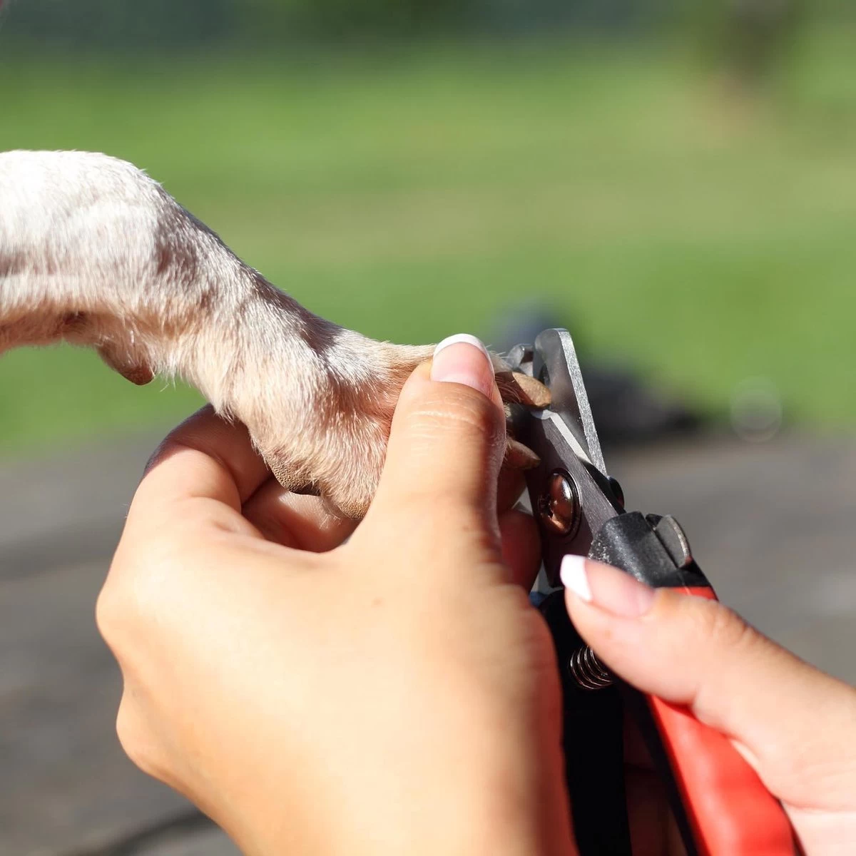 Merkloos Nagelschaar - Nagelschaartje - Nagelknipper - Geschikt Voor Hond Kat Konijn Cavia Vogel - 12 CM 7 Merkloos Nagelschaar - Nagelschaartje - Nagelknipper - Geschikt Voor Hond Kat Konijn Cavia Vogel - 12 CM - Afbeelding 5