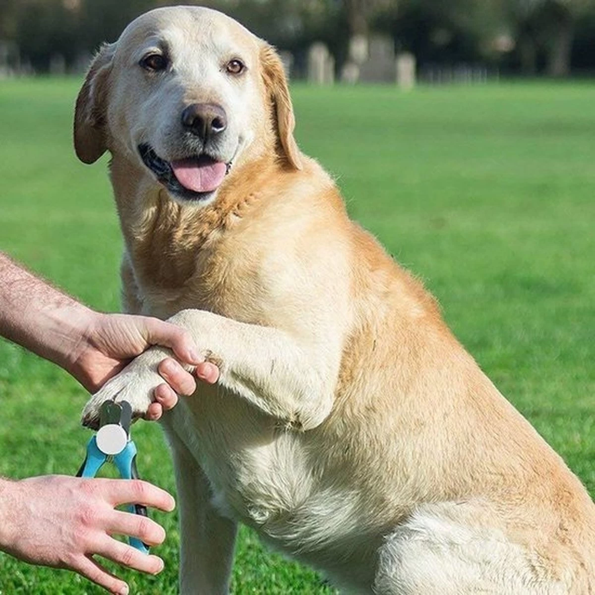 Merkloos Professionele Nagelschaar - Dieren Nagelschaar - Honden Nagelknipper - Hondennagels - Honden Knip Schaar - Honden Knipschaar - Nageltang - Katten Schaar - Katten Nagelknipper - Met Veiligheidsstop En Nagelvijl - Poot Verzorging 4 Merkloos Professionele Nagelschaar - Dieren Nagelschaar - Honden Nagelknipper - Hondennagels - Honden Knip Schaar - Honden Knipschaar - Nageltang - Katten Schaar - Katten Nagelknipper - Met Veiligheidsstop En Nagelvijl - Poot Verzorging - Afbeelding 2