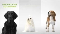 Whimzees Tandenborstel Hondensnack - 6,5 Cm - 48 Stuks -Dierenwinkel 1200x682