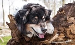 Prins Procare Protection Sterilised 15 Kg 30 Prins Procare Protection Sterilised 15 Kg -Dierenwinkel 1200x720 1