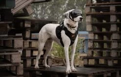 Always Prepared © Pro K9 Hondentuig - Anti Trek - Y Tuig - Middel En Grote Hond - Veiligheidstuig -Dierenwinkel 1200x761 2