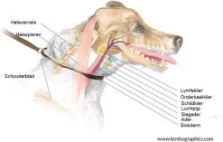 Anny.X Hondentuig Y Tuig Bruin Barnsteen Maat L Geschikt Voor Borstomvang 70-86cm -Dierenwinkel 1200x765 3