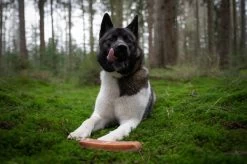 The Original Himalayan Yak Kauwbot Large Puur Fit -Dierenwinkel 1200x799 11