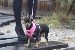 Puppia Soft Hondenharnas - M - Beige 15 Puppia Soft Hondenharnas - M - Beige -Dierenwinkel 1200x799 25