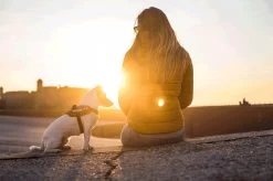 Julius K9 Julius-K9 IDC®Powertuig, XS - Mini-Mini, Camouflage -Dierenwinkel 1200x799 31