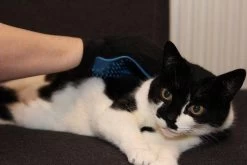 Merkloos Vachtverzorgingshandschoen -Dierenwinkel 1200x800 36