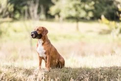 Trixie Muilkorf Polyester Met Gaas Inzet Zwart (M 19-26 CM) -Dierenwinkel 1200x800 61