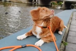 Rebel Petz - Honden Trainingslijn Met Halsband - Taupe, Zwart, Groen & Oranje - Maat Small Of Large - Kleur: Taupe, Maat: Large 34 Rebel Petz - Honden Trainingslijn Met Halsband - Taupe, Zwart, Groen & Oranje - Maat Small Of Large - Kleur: Taupe, Maat: Large -Dierenwinkel 1200x800 67