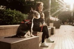 Julius K9 Julius-K9 IDC®Powertuig, S - Mini, Zwart -Dierenwinkel 1200x800 72