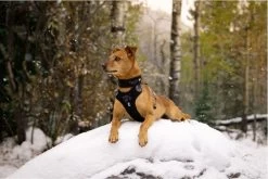 Hurtta Weekend Warrior Eco Harness - 80/100 Cm - Hedge -Dierenwinkel 1200x800 73