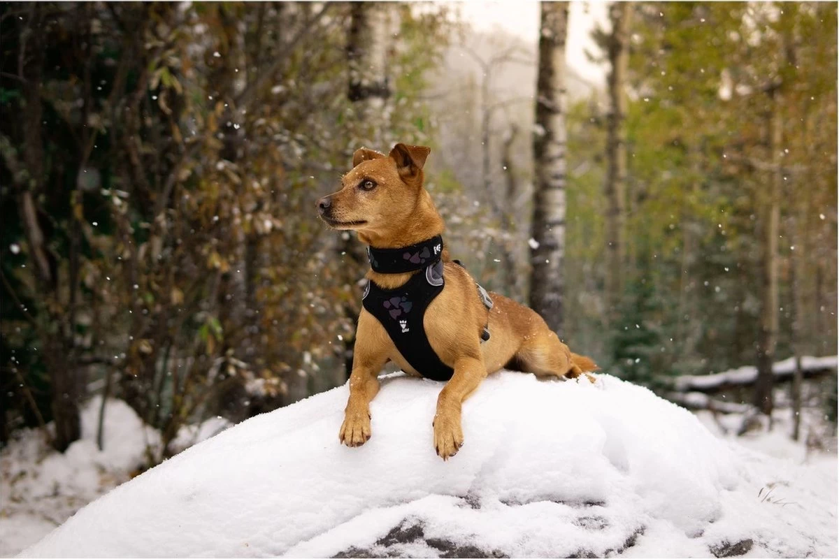 Hurtta Weekend Warrior Harness - 80/100 Cm - Raven 4 Hurtta Weekend Warrior Harness - 80/100 Cm - Raven - Afbeelding 2