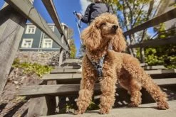 Hurtta Hondentuig - Hondenharnas - Y-harness - Kleur: Hedge - Maat:55-65 Cm -Dierenwinkel 1200x800 78