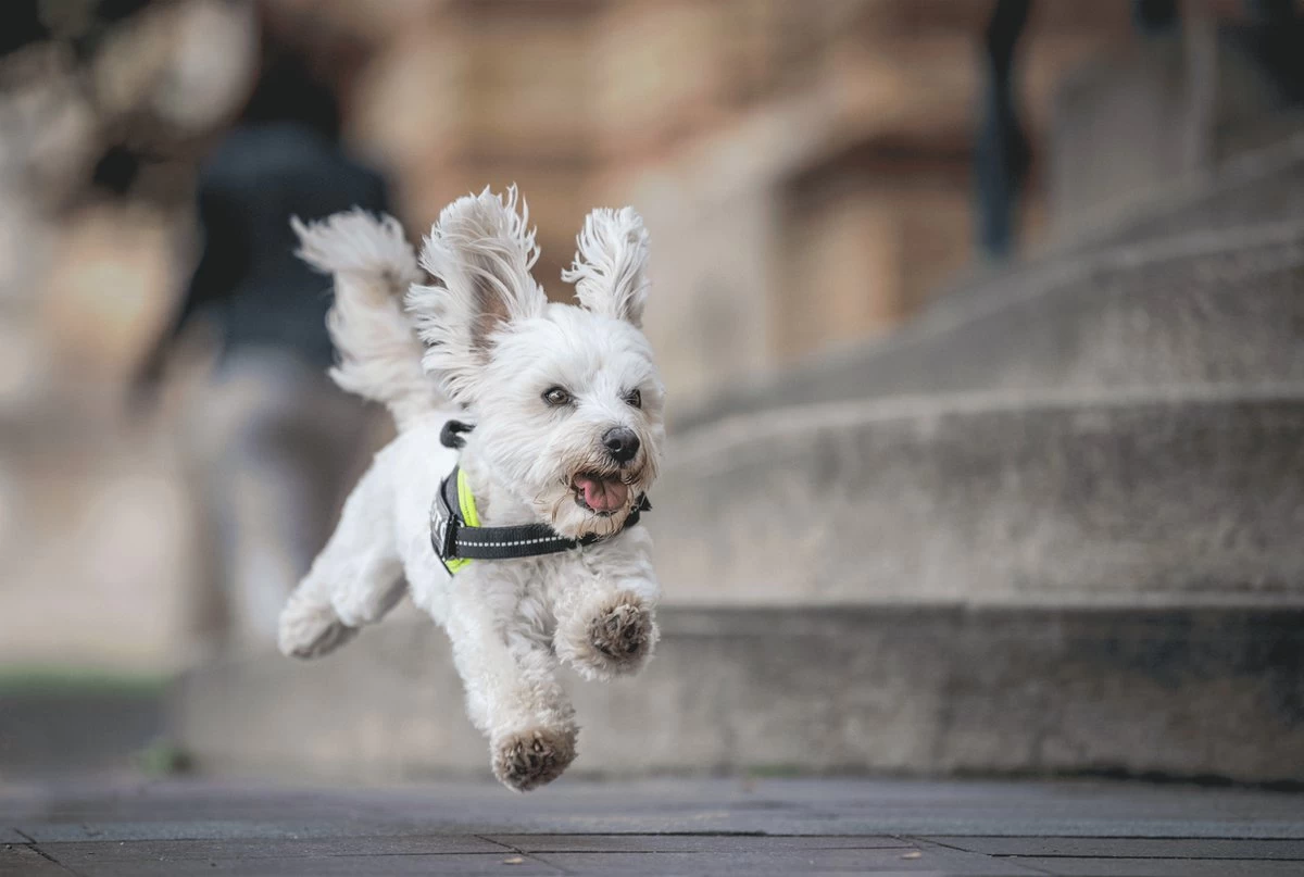 Julius K9 Julius-K9 IDC®Powertuig, 3XS - Baby1, Zwart 7 Julius K9 Julius-K9 IDC®Powertuig, 3XS - Baby1, Zwart - Afbeelding 5