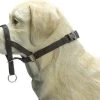 Beeztees Dog Control - Halsband Hond - Zwart - L 2 Beeztees Dog Control - Halsband Hond - Zwart - L -Dierenwinkel 1200x917 5