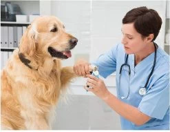 Woodoro Nagelknipper Nagelvijl Nagelschaar Voor Hond En Kat - Incl. Veiligheidsstop -Dierenwinkel 1200x928 4