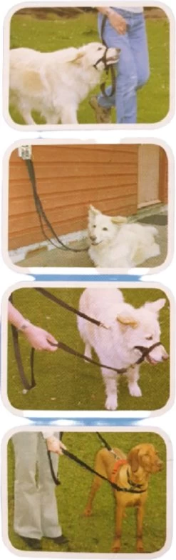 Company Of Animals Halti Trainingslijn - Large - 2 Meter - Verstelbaar - Zwart -Dierenwinkel 378x1200 1