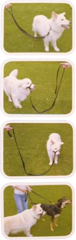 Company Of Animals Halti Trainingslijn - Large - 2 Meter - Verstelbaar - Zwart -Dierenwinkel 384x1200