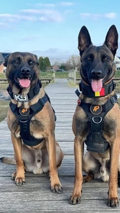 Always Prepared © Pro K9 Hondentuig - Anti Trek - Y Tuig - Middel En Grote Hond - Veiligheidstuig -Dierenwinkel 675x1200 3