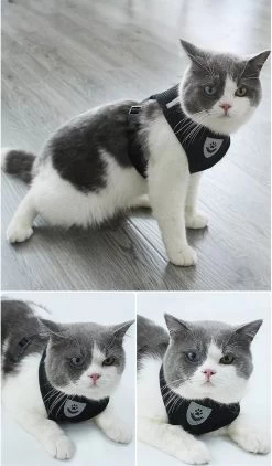 Zavelo® Honden Tuigje - Puppy En Kattentuigje - Hondenharnas - Reflecterend - Incl. Bijpassend Riempje - Zwart-Maat: S -Dierenwinkel 703x1200 1