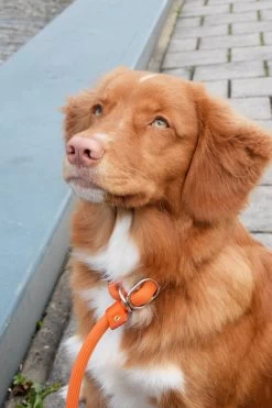 Rebel Petz - Honden Trainingslijn Met Halsband - Taupe, Zwart, Groen & Oranje - Maat Small Of Large - Kleur: Oranje, Maat: Large -Dierenwinkel 800x1200 17