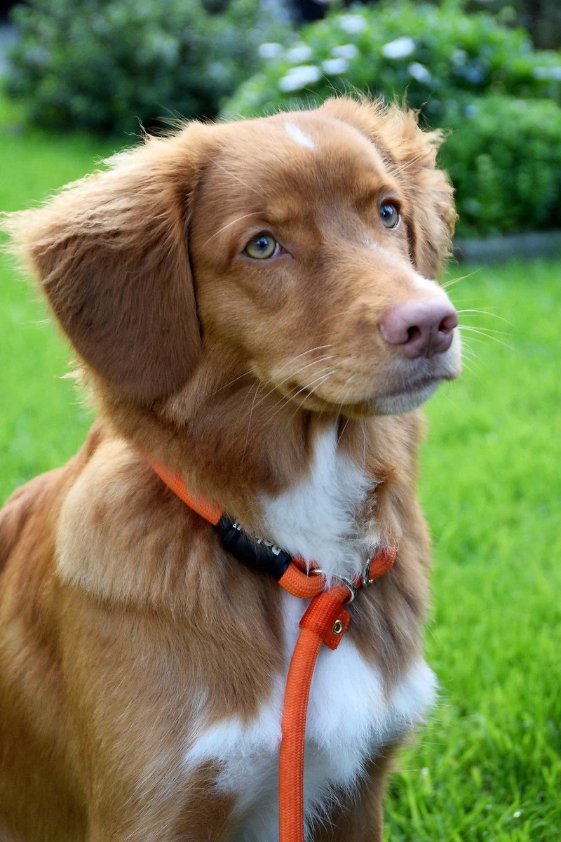 Rebel Petz - Honden Trainingslijn Met Halsband - Taupe, Zwart, Groen & Oranje - Maat Small Of Large - Kleur: Taupe, Maat: Large 16 Rebel Petz - Honden Trainingslijn Met Halsband - Taupe, Zwart, Groen & Oranje - Maat Small Of Large - Kleur: Taupe, Maat: Large - Afbeelding 14