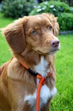 Rebel Petz - Honden Trainingslijn Met Halsband - Taupe, Zwart, Groen & Oranje - Maat Small Of Large - Kleur: Zwart, Maat: Large -Dierenwinkel 800x1200 30